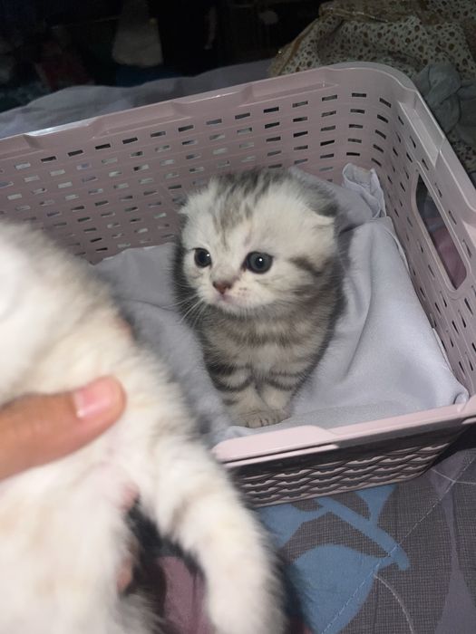 Skotsh fold mushukchalar sotladi 1 oylik  jinsi anniqmas