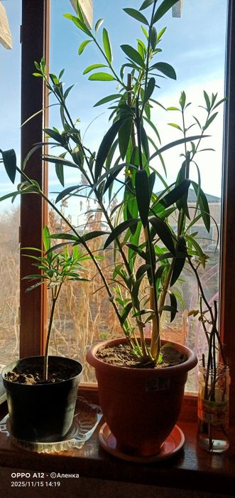 Олеандр  махровый .