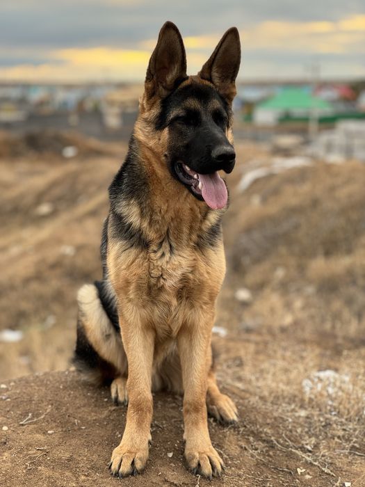 Вязка немецкой овчарки