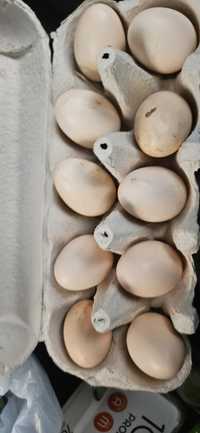 Oua pentru incubat matase japoneza
