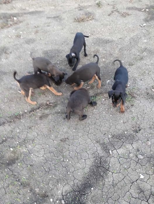 Подарявам малки кученца