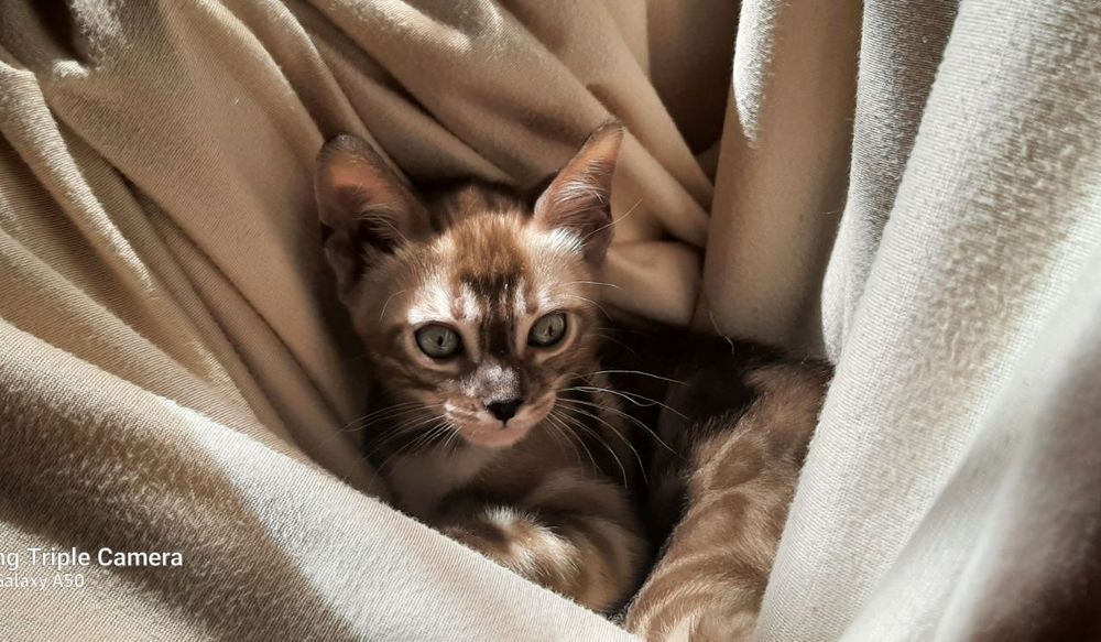 Бенгальские котята