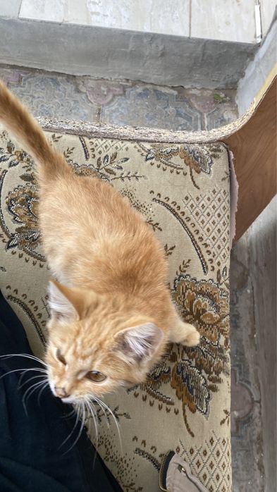 Котенок   Маленький рыжий