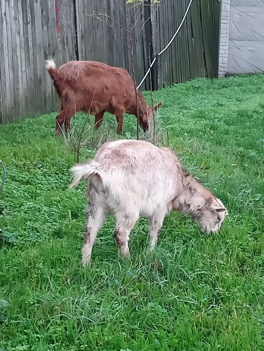 Vând capre gestante