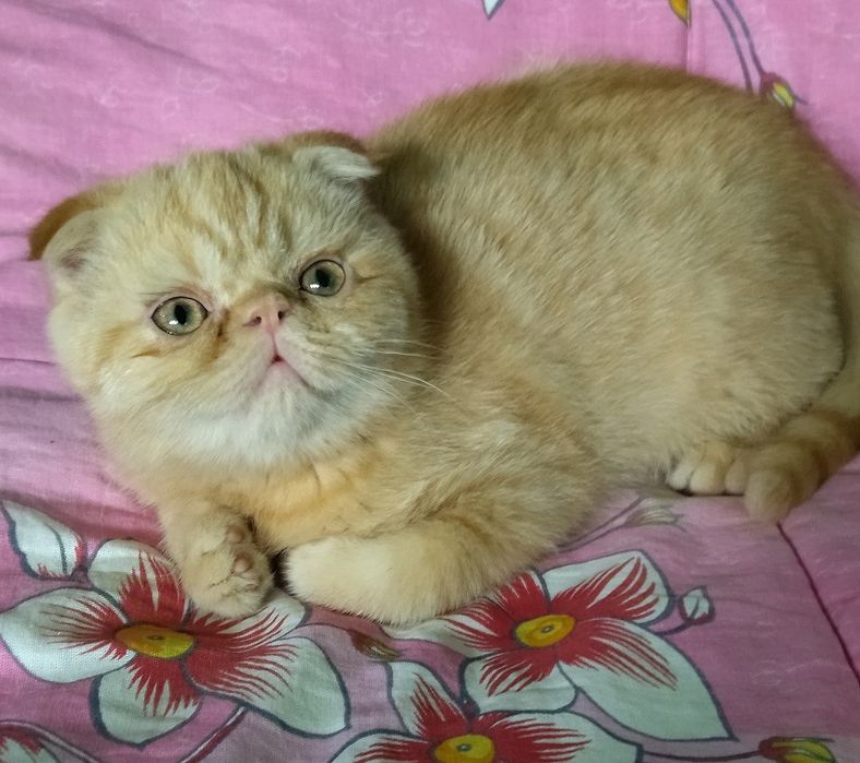 Продаётся экзот котёнок мальчик