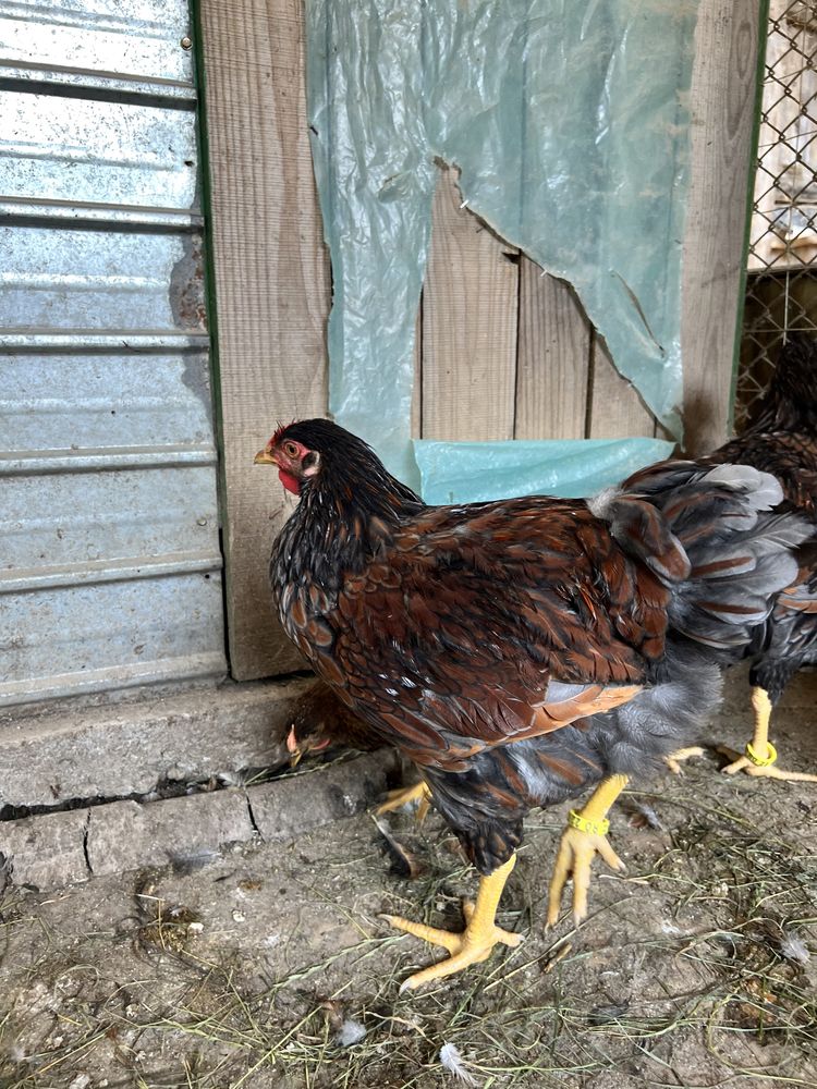 Pui Wyandotte GSG rosu-albastru Australorp negru albastru