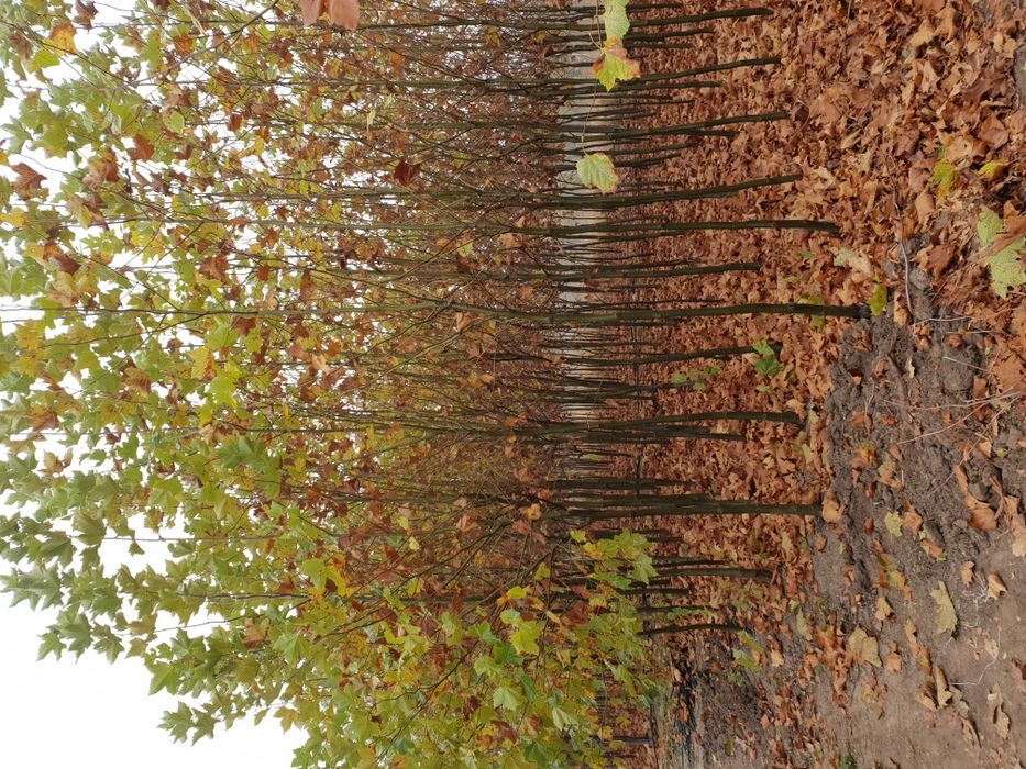 Platani/mesteacăn/tei de floare /prunus rosu