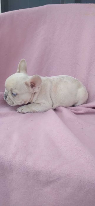 Mascul bulldog francez crem merle