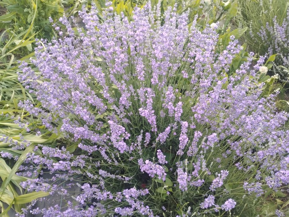 Tufe dezvoltate lavandă parfumată cu înflorire timpurie an 4