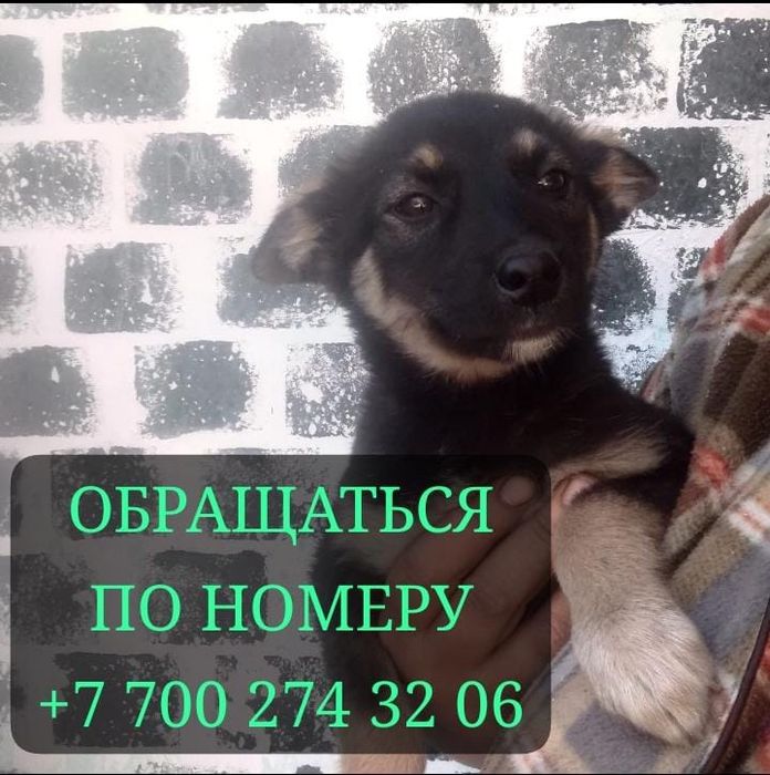 Продам щенков лайки