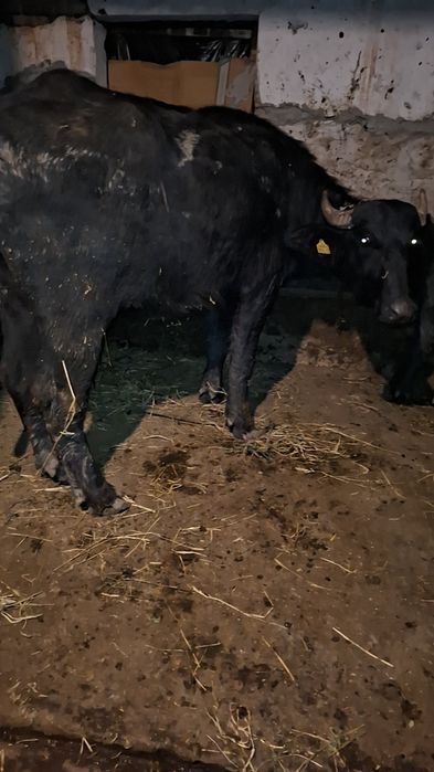 Vând două juninci de bivol gestante