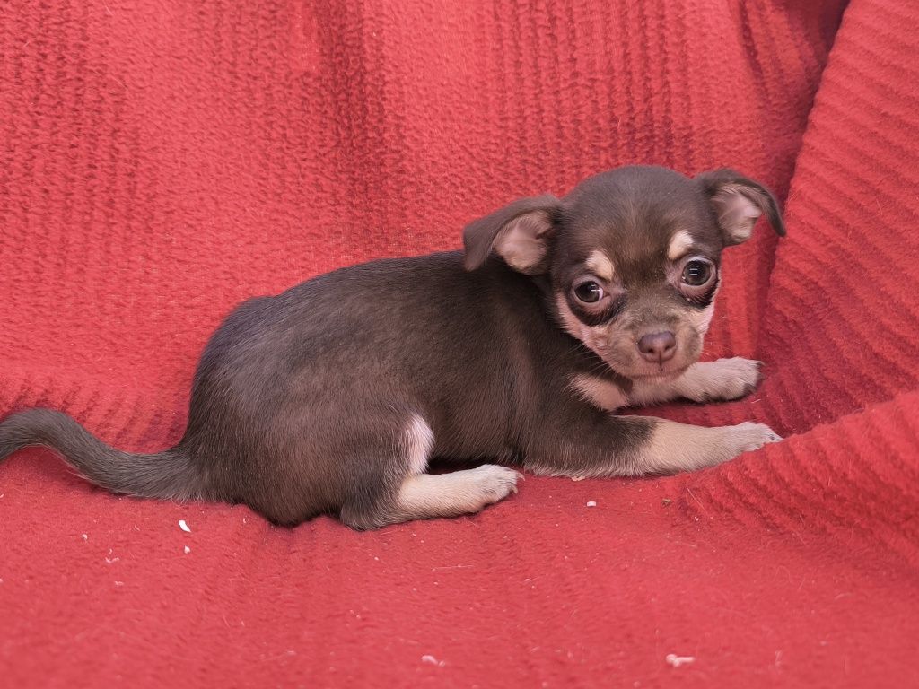 Vand fetita chihuahua mini ciocolatiu