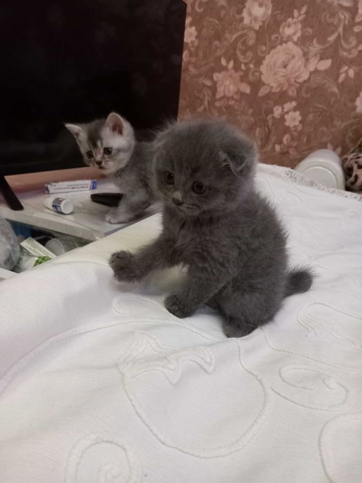 Mushuklar sotiladi onasi 1 ta tuqqan aqilli