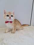 British shorthair golden
