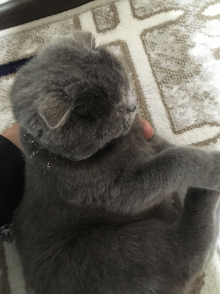 Продаётса скотиш фолд
