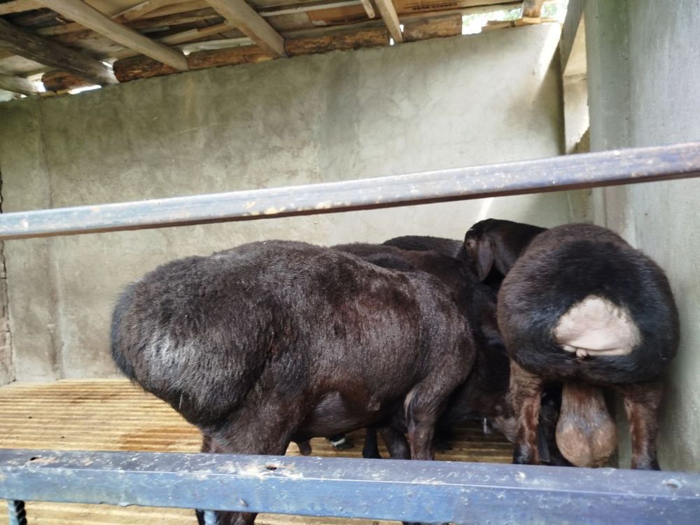 Qurbonlikka qòylar tozza, domashniy, 50 kg +-