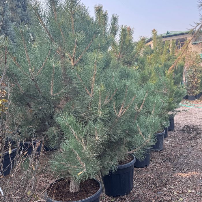 Арча ва гуллар оптом нархларда йетказиб берамиз