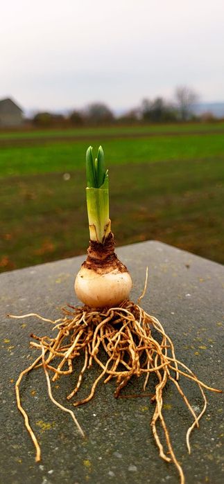 Pentru copii si adulti