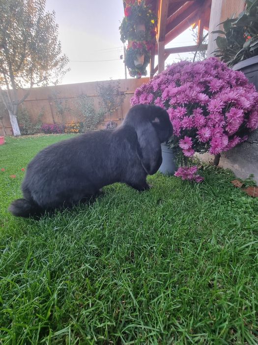 Iepure berbec german