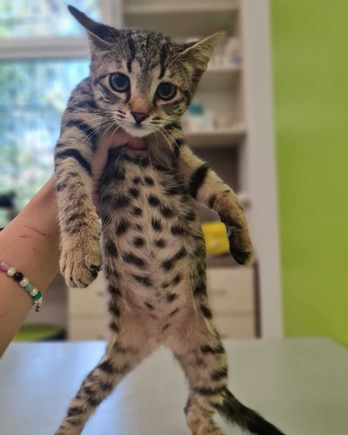Тигрово коте тъси дом