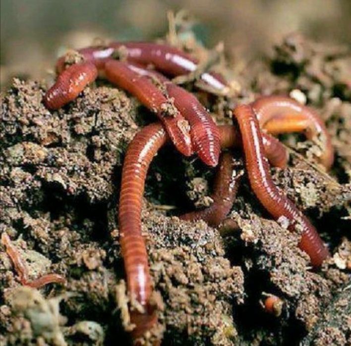 Биогумус сатылады табий органик тогин 100%гарантия