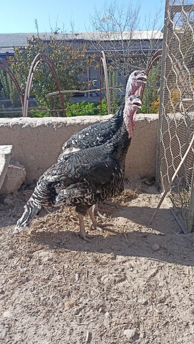 Big 6 Isroil induklar bor mramur