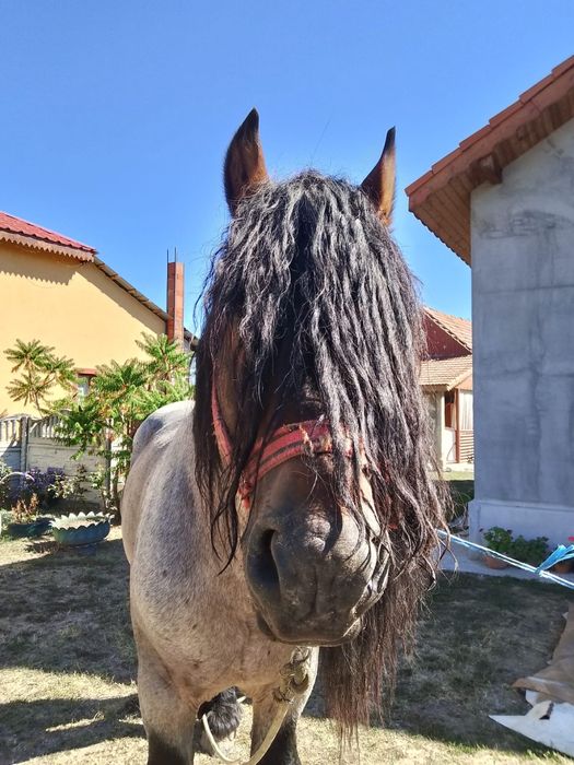 Vand armasar varsta 8 ani