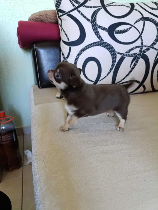 Продавам малки кученца Чихуахуа