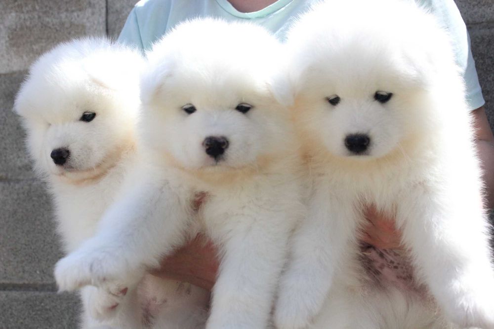 самоед бебета чистокръвни