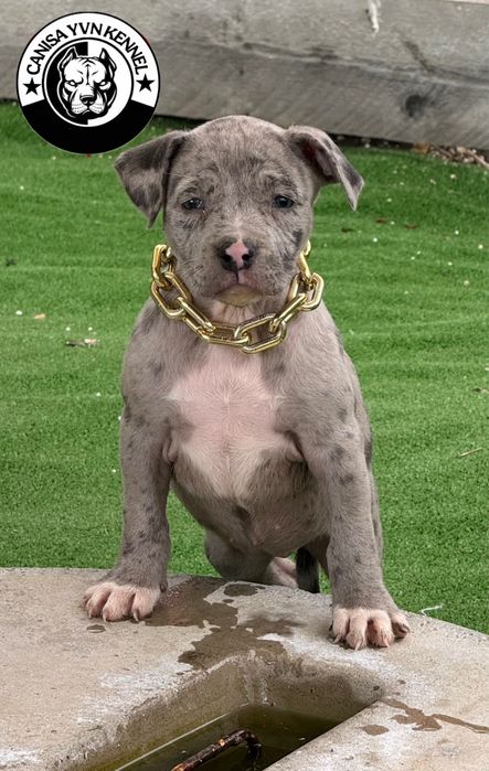 Femela amstaff blue merle