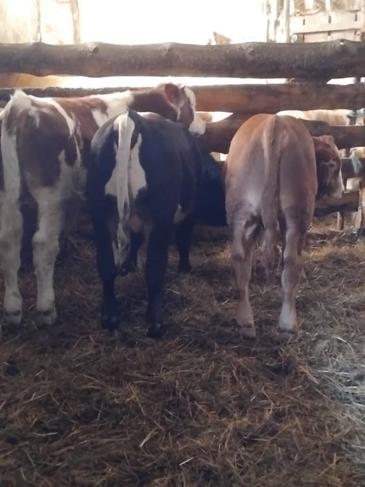 De  Vânzare 3 Viței