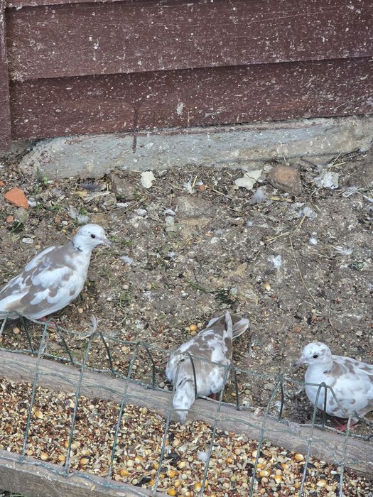 Turturele rozatoare si voiajori standard de vanzare