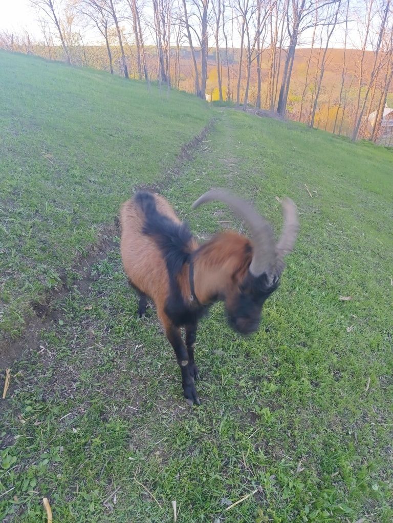 Vând țap alpin francez  tânăr în vârstă de 2 ani