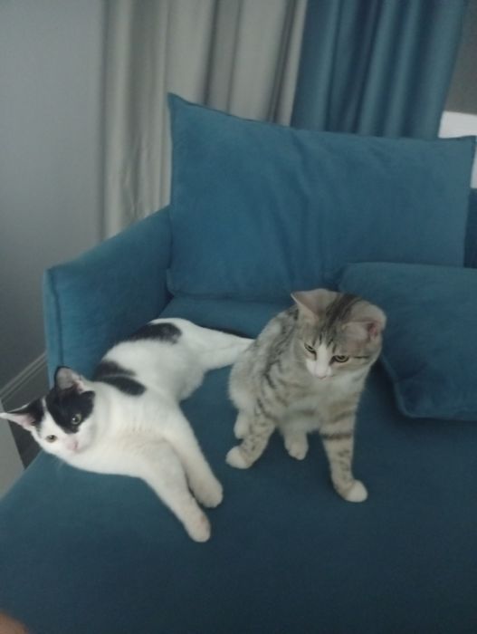 Отдам двух котят оба мальчики к лотку приучены