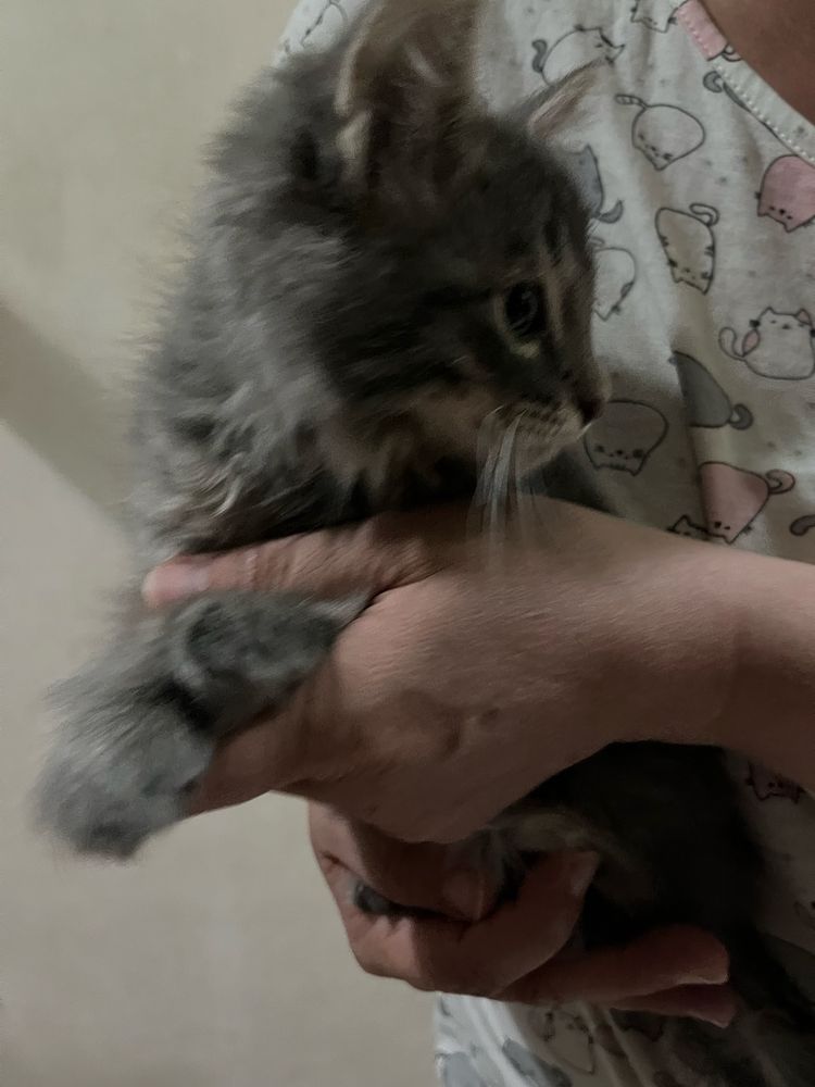Котенок, бесплатно