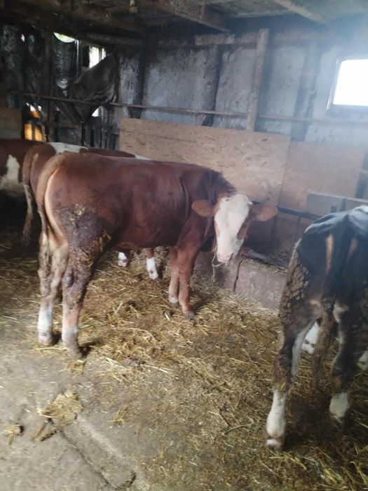 Vând 5 tăurași de rasa bălțată românească