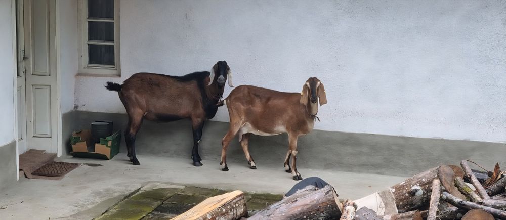 Vând capre Anglo nubian