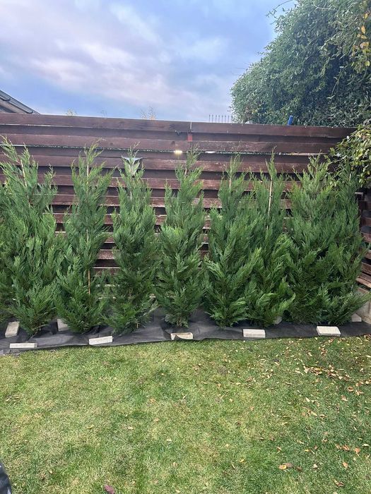 Amenajări cu Leylandii – Verdeață densă, intimitate garantată