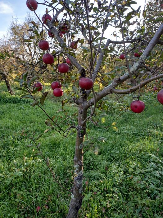 Curatare pomi fructiferi
