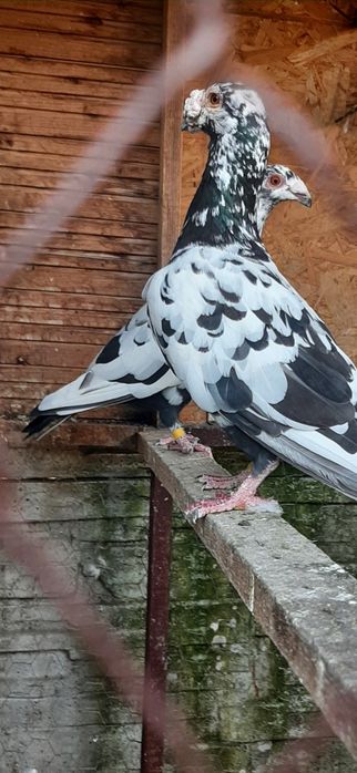 Porumbei duduros stil vechi