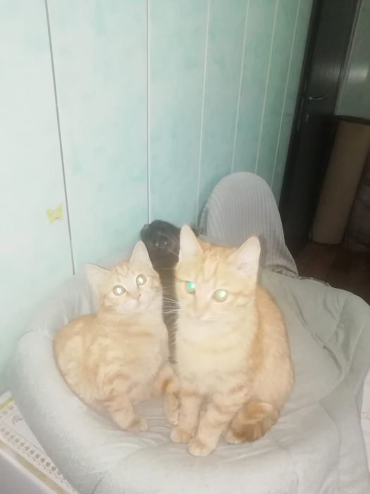 Отдам в хорошие руки