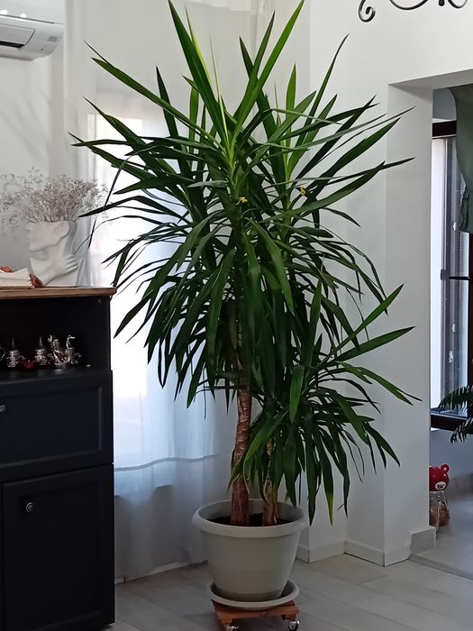 Vand planta ornamentala naturală yucca
