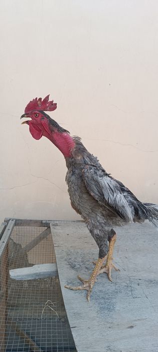 Кул шалпан хуроз