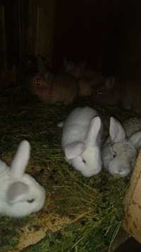 Кролики пародистые малинькие и бальшие