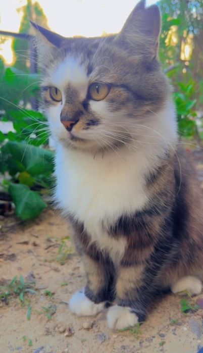 Кошечка бесплатно в добрые руки