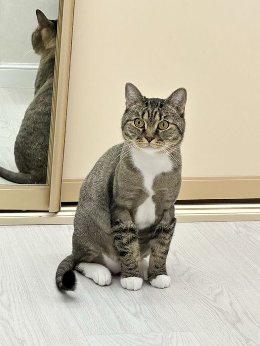 Отдам в хорошие руки кота