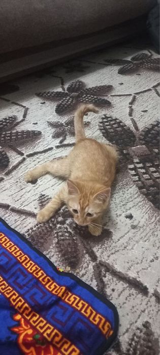 mushuklar hadya qilamiz