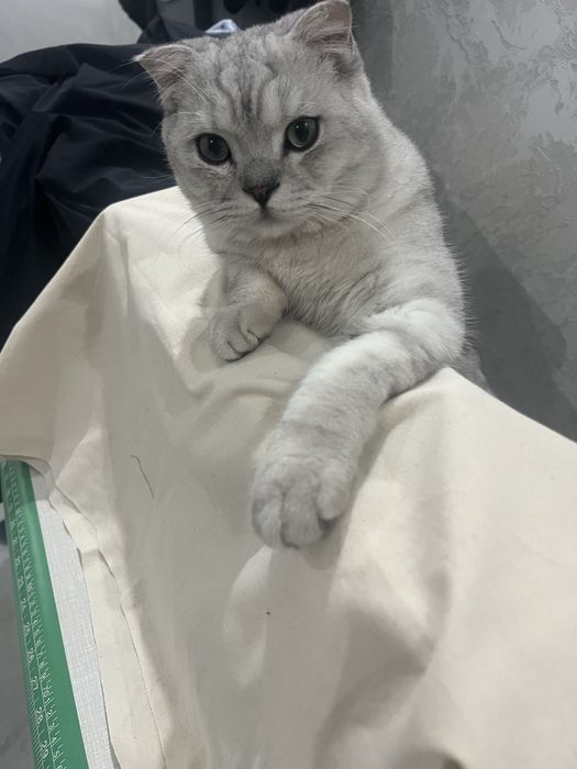 Tekinga vyazka! Sotlmidi ! Vyazkaga ! O’g’il bola ! 8 oyli!