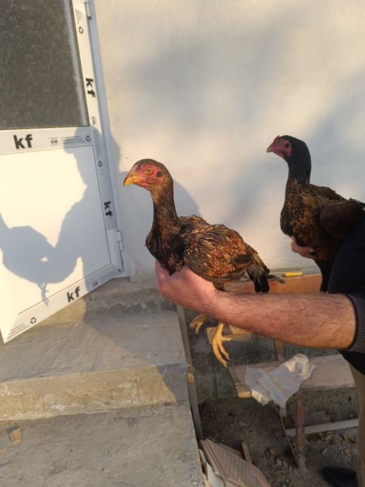 Даканг товук сотилади