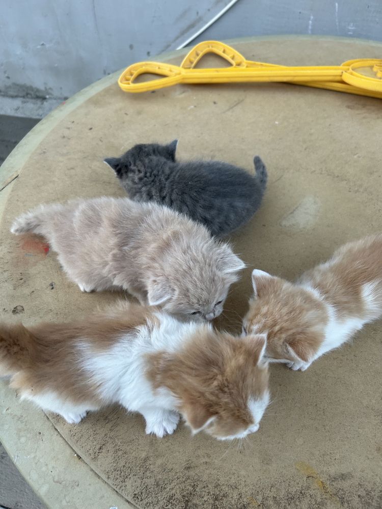 Отдам котят бесплатно Подстепное